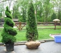 landscaping-project-2012